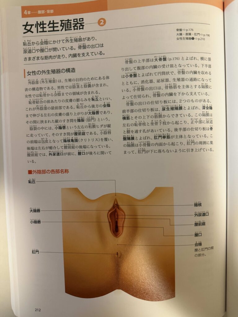 女性生殖器,オイルマッサージ,全裸施術,全裸マッサージ,エロマッサージ,性感マッサージ
