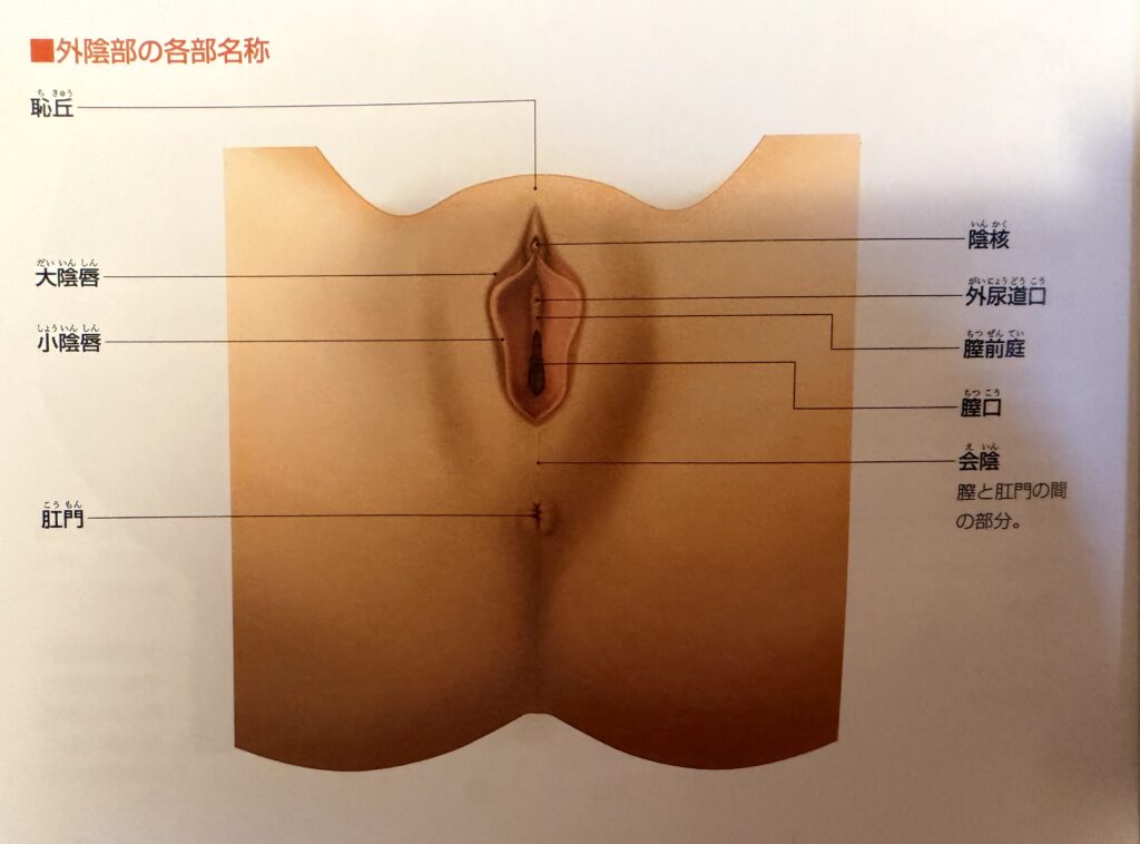 女性生殖器,外陰部の各部名称,オイルマッサージ,全裸施術,全裸マッサージ,エロマッサージ,性感マッサージ