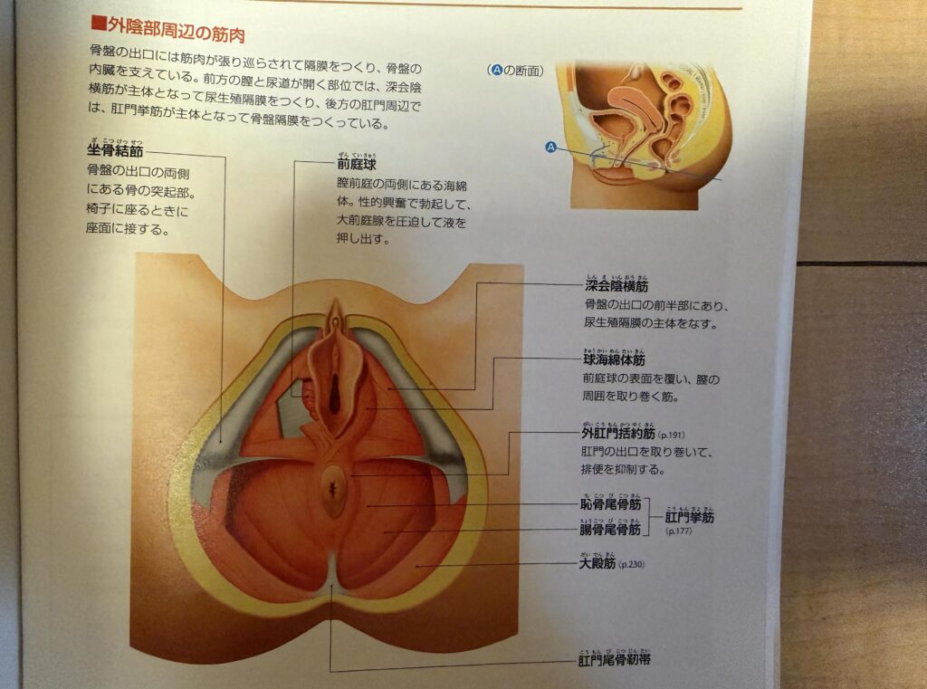 女性生殖器,オイルマッサージ,全裸施術,全裸マッサージ,エロマッサージ,性感マッサージ