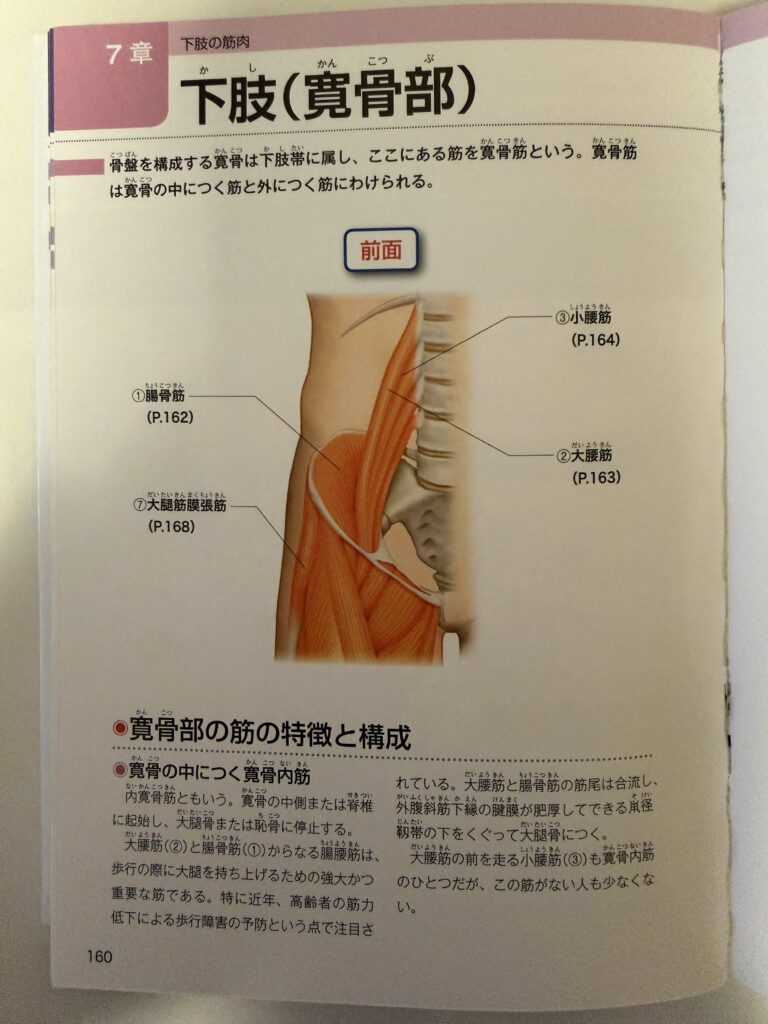 下肢（寛骨部）の筋肉,オイルマッサージ,全裸施術,全裸マッサージ,エロマッサージ,性感マッサージ