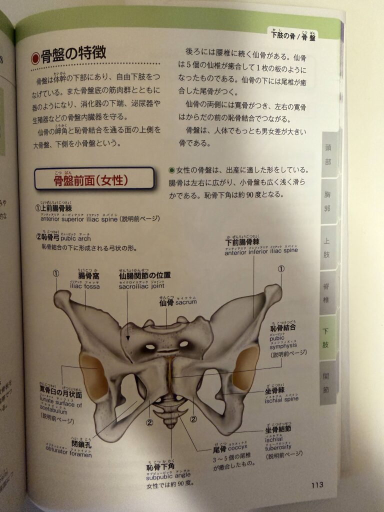 骨盤前面図（女性）,オイルマッサージ,全裸施術,全裸マッサージ,エロマッサージ,性感マッサージ