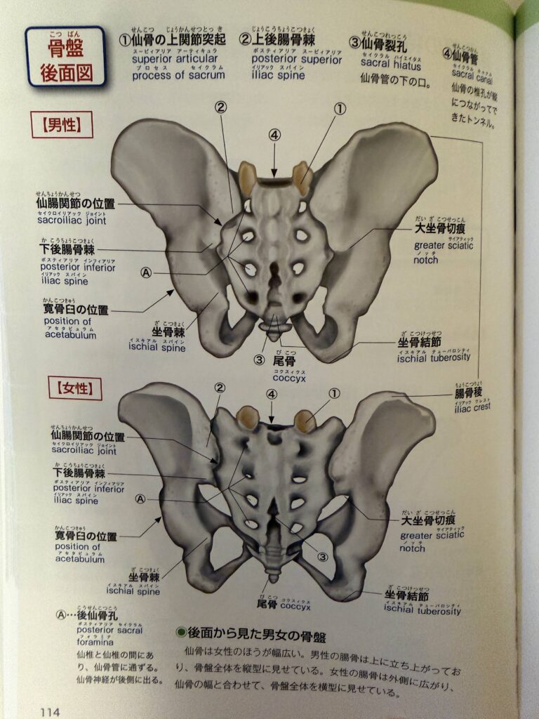 骨盤後面図（女性）,オイルマッサージ,全裸施術,全裸マッサージ,エロマッサージ,性感マッサージ