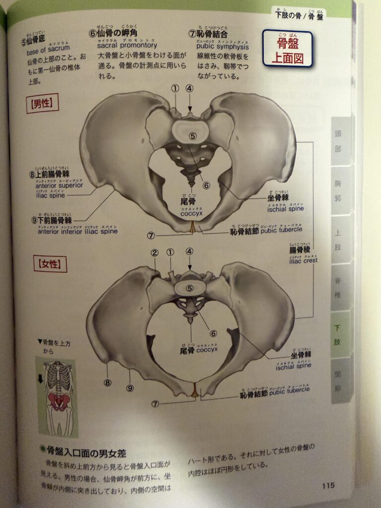骨盤上面図（女性）,オイルマッサージ,全裸施術,全裸マッサージ,エロマッサージ,性感マッサージ
